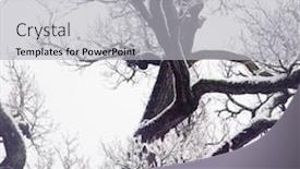  Presentation with oak tree - Cool new presentation theme with winter-old-oak-tree backdrop and a light gray colored foreground