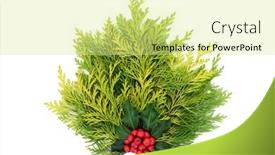  Presentation with posy - PPT layouts with winter-posy-decoration-of-cedar background and a blonde colored foreground