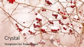  Presentation with berries - PPT theme enhanced with winter red - hawthorn berries under snow background and a lemonade colored foreground