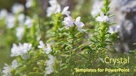  Presentation with lavender - Slide deck with winter-savory-with-small-blossoms background and a tawny brown colored foreground