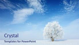  Presentation with alone - Audience pleasing theme consisting of winter scene - alone frozen tree in field backdrop and a sky blue colored foreground