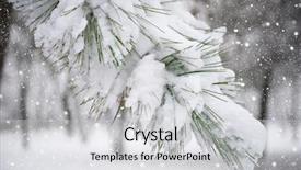  Presentation with winter scene - Presentation design consisting of winter scene - fir tree branch with snow background and a light gray colored foreground