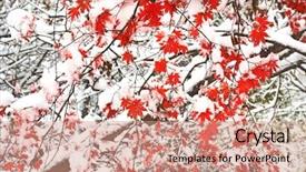  Presentation with winter scene - Presentation theme featuring winter scene - red fall maple tree covered background and a coral colored foreground
