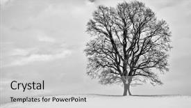  Presentation with bavaria - Cool new PPT theme with winter scenery with a tree backdrop and a light gray colored foreground