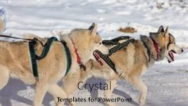 Presentation with dog sled - Presentation design with winter-sled-dog-race background and a  colored foreground