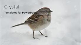  Presentation with sparrow - 