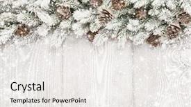  Presentation with timber wood wood texture wood - Colorful presentation theme enhanced with winter tree - spruce branches with cones backdrop and a  colored foreground