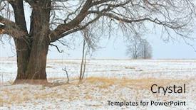  Presentation with snow tree - PPT layouts consisting of winter tree and dry yellow background and a soft green colored foreground