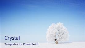  Presentation with winter blue - Slide deck with winter tree in a field background and a sky blue colored foreground