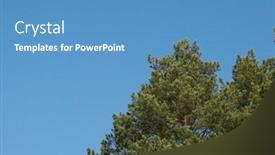  Presentation with pine trees - Cool new slides with winter-vacation-background-with-pine backdrop and a teal colored foreground