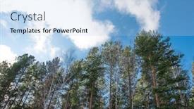  Presentation with pine trees - Theme enhanced with winter-vacation-background-with-pine background and a light blue colored foreground