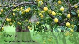  Presentation with rainy day - Colorful slide deck enhanced with winter wemon - tree heavily laden with lemons backdrop and a seafoam green colored foreground