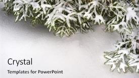  Presentation with framework - Cool new presentation design with winter wonderland - snow fir tree branches backdrop and a white colored foreground
