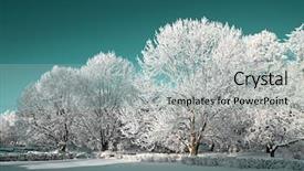  Presentation with snow tree cicular - Colorful PPT theme enhanced with winter wonderland - tree in snow backdrop and a light gray colored foreground