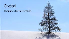  Presentation with winter wonderland - Beautiful PPT theme featuring winter wonderland with christmas tree on hill backdrop and a light blue colored foreground