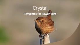  Presentation with natural - PPT theme enhanced with winter-wren-in-natural-habitat background and a gray colored foreground