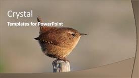  Presentation with natural - Presentation design consisting of winter-wren-in-natural-habitat background and a gray colored foreground