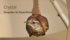  Presentation with winter - Cool new theme with winter-wren-in-natural-habitat backdrop and a coral colored foreground