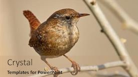  Presentation with natural - Cool new slide deck with winter-wren-in-natural-habitat backdrop and a coral colored foreground