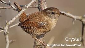  Presentation with natural - Cool new PPT theme with winter-wren-in-natural-habitat backdrop and a coral colored foreground