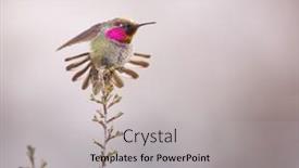  Presentation with plant - Audience pleasing presentation design consisting of wintering-male-anna-s-hummingbird backdrop and a light gray colored foreground