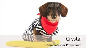  Presentation with swim suit - Beautiful PPT theme featuring wire haired dachshund at the beach in swim suit backdrop and a light gray colored foreground