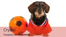  Presentation with ball sports - Colorful presentation design enhanced with wired body - wire haired dachshund as dutch backdrop and a  colored foreground