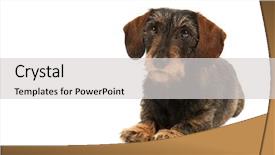  Presentation with dachshund - Slide set having wired body - wire haired dachshund isolated background and a  colored foreground