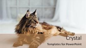  Presentation with maine - Presentation theme with maine coon cat on white background and a coral colored foreground