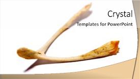  Presentation with octopus on isolated white - Presentation theme having wishbone isolated on white background background and a  colored foreground