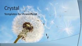  Presentation with dandelion - Slide deck with wishes - dandelion seeds in the morning background and a light blue colored foreground