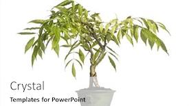  Presentation with bonsai - Slide deck featuring wisteria-bonsai-tree-isolated background and a white colored foreground