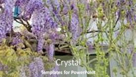  Presentation with spring flowers on textured - Beautiful slide set featuring wisteria flowers in spring season backdrop and a seafoam green colored foreground