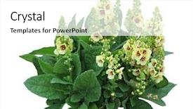  Presentation with yellow - Colorful PPT theme enhanced with witch plants - yellow mullein verbascum thapsus torch backdrop and a white colored foreground