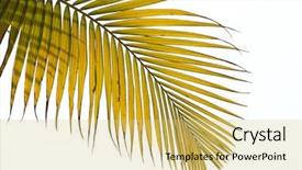  Presentation with coconut tree - Presentation enhanced with withered leaves of palm tree background and a yellow colored foreground
