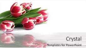  Presentation with tulips - Beautiful slide deck featuring woe - bunch of red tulips backdrop and a  colored foreground