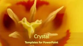  Presentation with tulip - Amazing theme having woe - close up of center backdrop and a crimson colored foreground