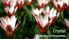  Presentation with hot pink white - Presentation with this is a photo of a typical american school bus background and a tawny brown colored foreground