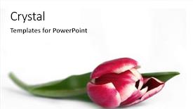  Presentation with pink and white roses country - PPT theme enhanced with woe - single stalk of pink tulip background and a  colored foreground