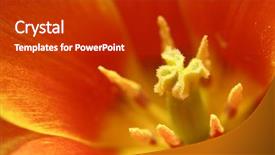  Presentation with tulip - Beautiful presentation featuring woe - super close up backdrop and a crimson colored foreground