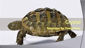  Presentation with effort - Slide deck featuring wold - running turtle isolated on white background and a tawny brown colored foreground