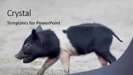  Presentation with wetlands - Slides consisting of wold - wild piglet walking in florida background and a light gray colored foreground