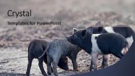  Presentation with wetlands - Beautiful presentation theme featuring wold - wild piglets in florida wetlands backdrop and a light gray colored foreground