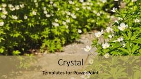  Presentation with path - Presentation theme having wold - wildflower garden with paved path background and a yellow colored foreground