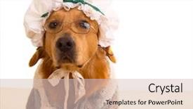  Presentation with grandma - Beautiful slide deck featuring wolf dog dressed as grandma golden retriever as baby little red riding hood tale backdrop and a soft green colored foreground