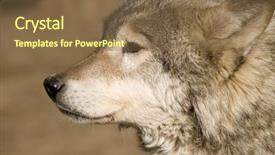  Presentation with wolf - Slide deck consisting of wolf head background and a tawny brown colored foreground