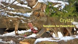  Presentation with wolf - Presentation theme featuring wolf holds a piece of meat in the mouth background and a tawny brown colored foreground