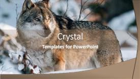 Presentation with winter forest - PPT theme enhanced with wolf-in-winter-forest-wildlife background and a coral colored foreground