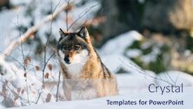  Presentation with winter forest - Presentation design consisting of wolf-in-winter-forest-wildlife background and a sky blue colored foreground