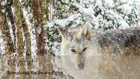  Presentation with winter storm - Presentation consisting of wolf-in-winter-storm-looking background and a coral colored foreground